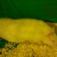 Photo #113611 de Enzo