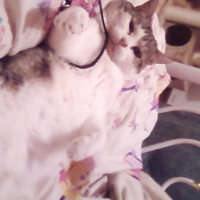 Photo #113713 de Calissonne