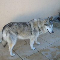 Photo #114133 de Bayla