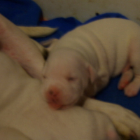 Photo #114151 de Les babys