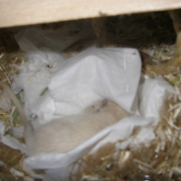 Photo #114253 de Spyke