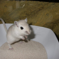 Photo #114259 de Spyke