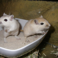 Photo #114265 de Bilbo