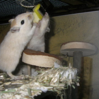Photo #114271 de Bilbo