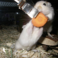 Photo #114283 de Bilbo