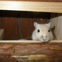 Photo #114289 de Bilbo