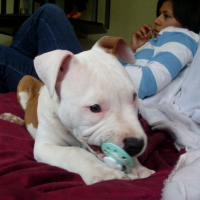 Photo #114451 de Dirt