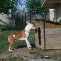 Photo #114469 de Dirt
