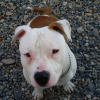 Photo #114475 de Dirt