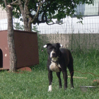 Photo #114613 de Dess