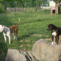 Photo #114619 de Dess