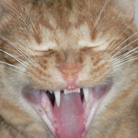 Photo #114835 de Bounty