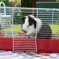 Photo #114847 de Tamtam