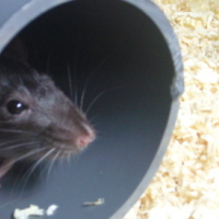 Photo #115075 de Kiwi et malibu