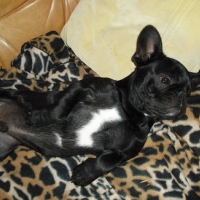 Photo #115729 de Douglas