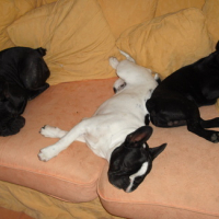 Photo #115735 de Douglas