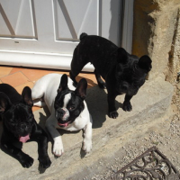 Photo #115741 de Douglas