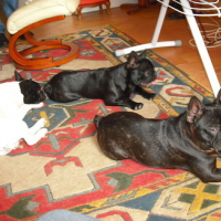 Photo #115747 de Douglas