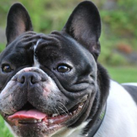 Photo #115783 de Hector