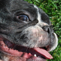 Photo #115801 de Hector