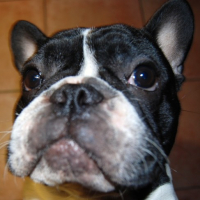 Photo #115807 de Hector