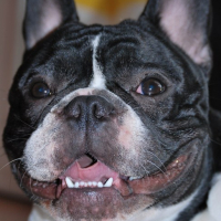 Photo #115825 de Hector