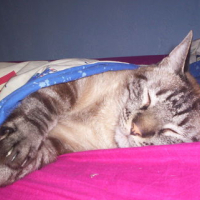 Photo #115957 de Pepito