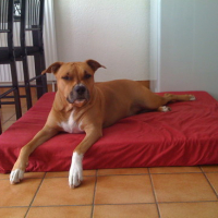 Photo #116677 de Tyson