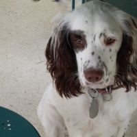 Photo #116713 de Duchesse