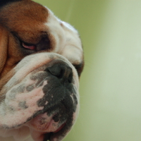 Photo #116839 de Georges