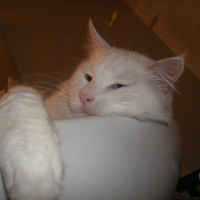 Photo #116887 de Guizmo
