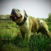Churchill3