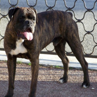 Photo #118585 de Tyson