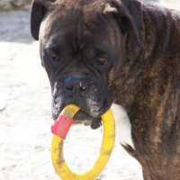 Photo #118591 de Tyson
