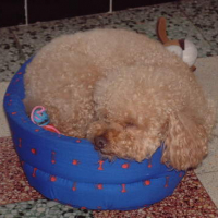Photo #118663 de Petit-loup