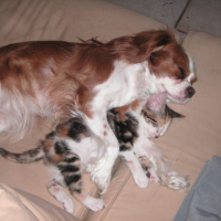 Photo #118969 de Canelle