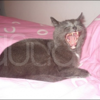 Photo #119023 de Samba