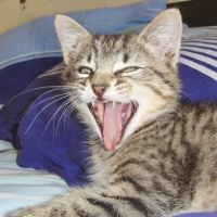 Photo #119119 de Tigrou