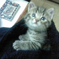 Photo #119125 de Tigrou