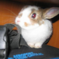 Photo #119161 de Chaussette