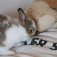 Photo #119167 de Chaussette