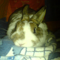 Photo #119173 de Chaussette