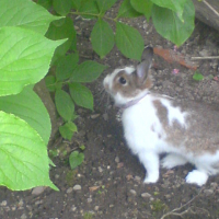 Photo #119179 de Chaussette