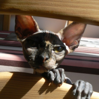 Photo #119815 de Maya