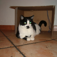 Photo #119923 de Pussy
