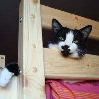 Photo #119929 de Pussy