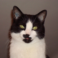 Photo #119935 de Pussy