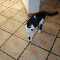Photo #119941 de Pussy