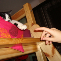 Photo #119947 de Pussy