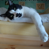 Photo #120019 de Pussy